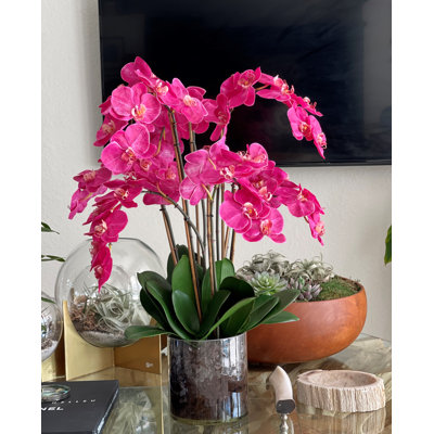 Blooming Orchid in Vase