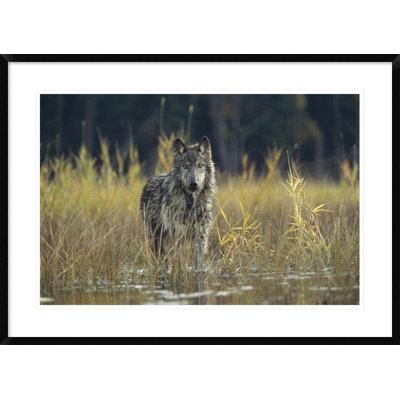 Timber Wolf Pauses While Walking Through Lake Montana Framed Photographic Print