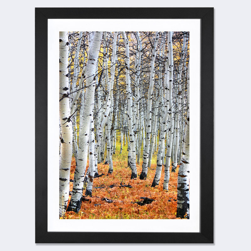 « Autumn in Aspen », reproduction de photo, H 24 po x l 16 po x P 1 po, Papier encadré noir