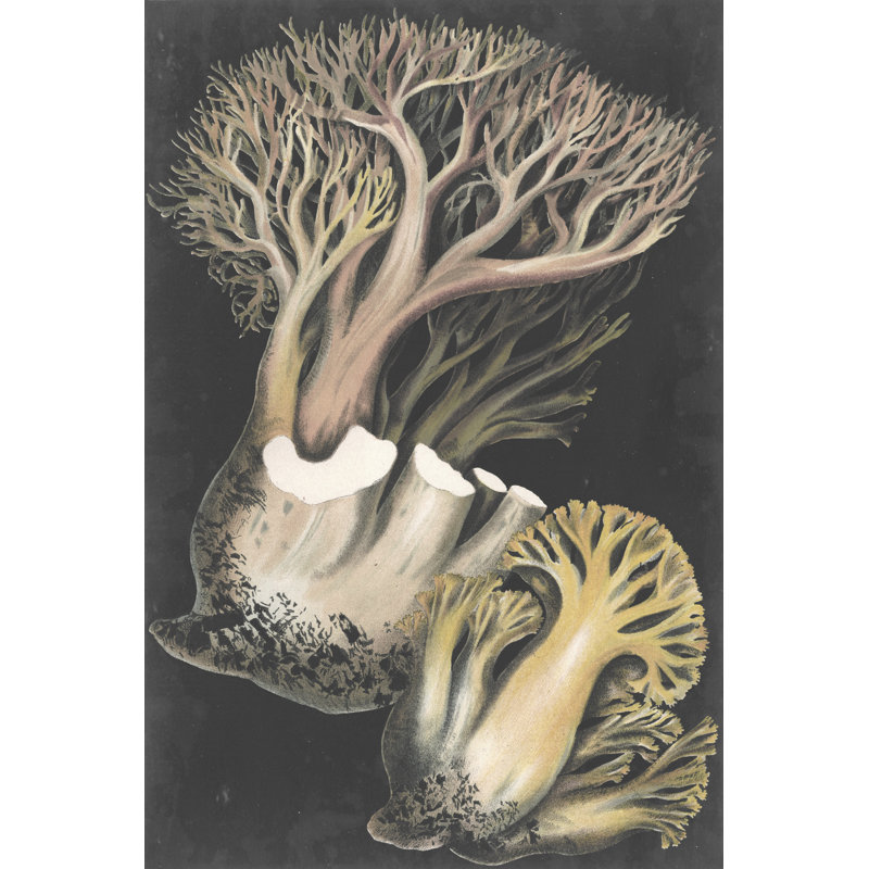 Genus Clavaria III by F. Leuba - Wrapped Canvas Print, 46cm H x 30cm W x 3.8cm D