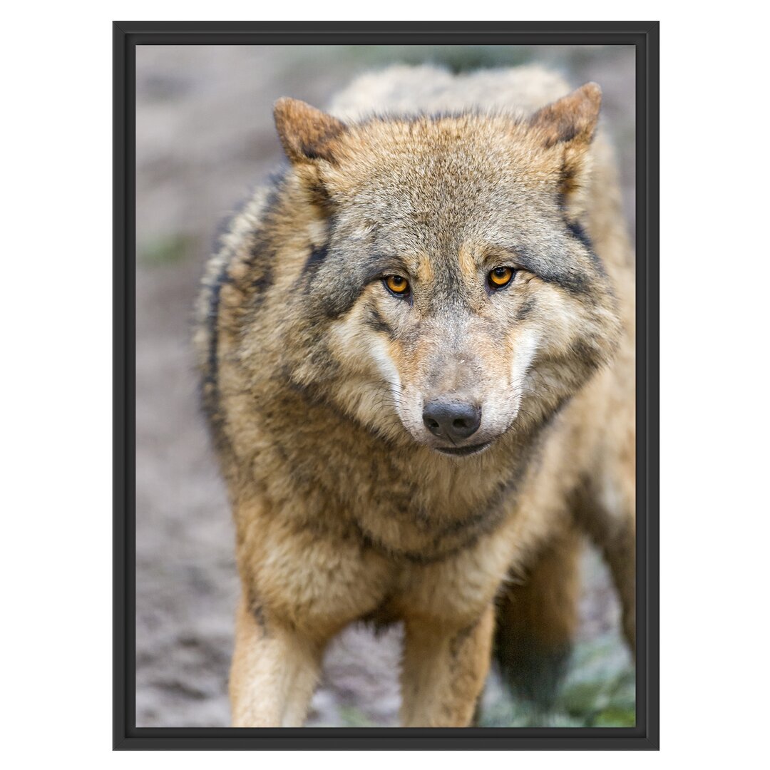 Gerahmtes Wandbild scheuer Wolf