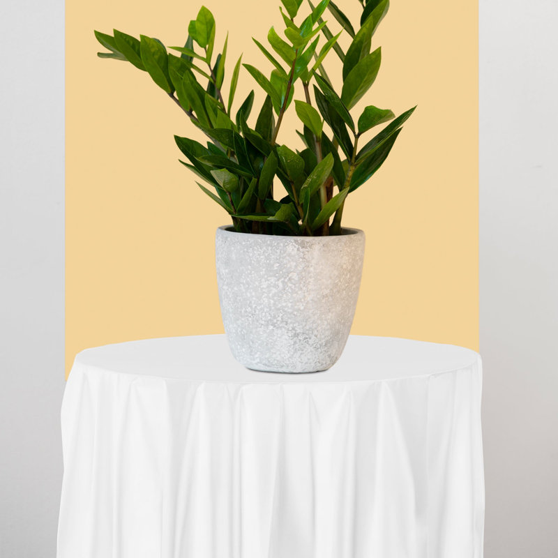 Nappes rondes jetables en plastique blanc (84 po) - 96 nappes