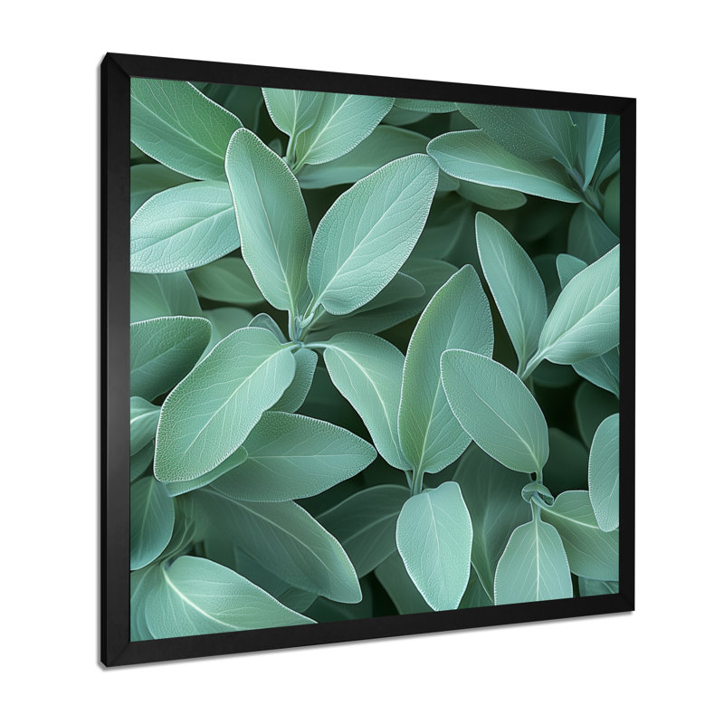 Feuilles de sauge - feuilles, art mural, Reproduction encadrée d'une seule photo, H 30 po x l 30 po, Noir, noir, noir, noir