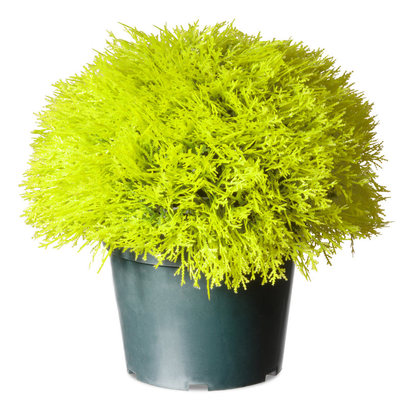 15" Artificial Gold Juniper Bush