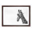 Monochrome Giraffe - Picture Frame Graphic Art Print-55732310-55732316