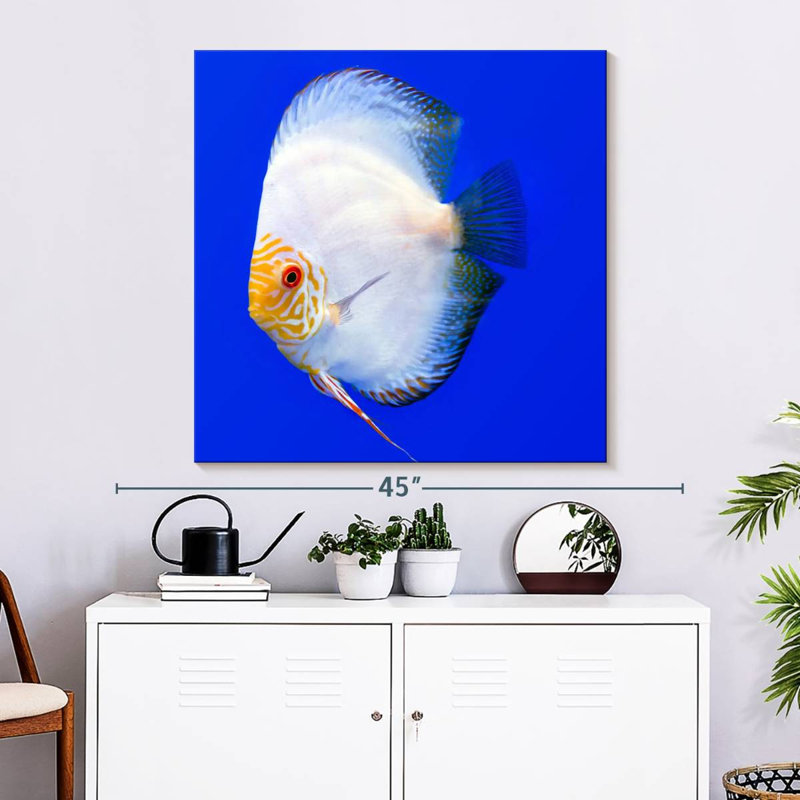 Brampt Pompadour Discus Fish, 33" H x 33" W