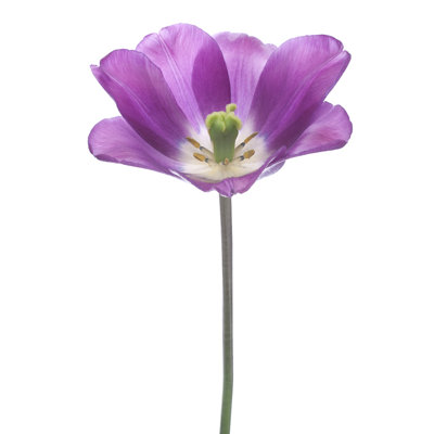 Tulip by _Vilor - Wrapped Canvas Print