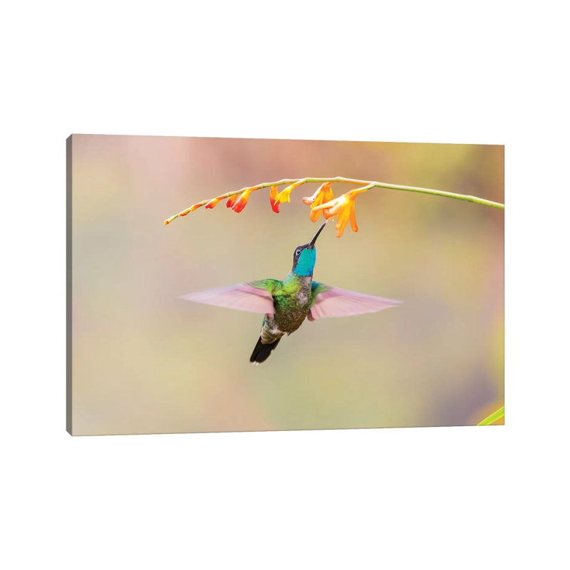 Central America, Costa Rica. Male Talamanca Hummingbird Feeding. by Jaynes Gallery - Wrapped Canvas Gallery-Wrapped Canvas Giclée