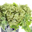 Lierre panaché et hortensia dans un vase décoratif