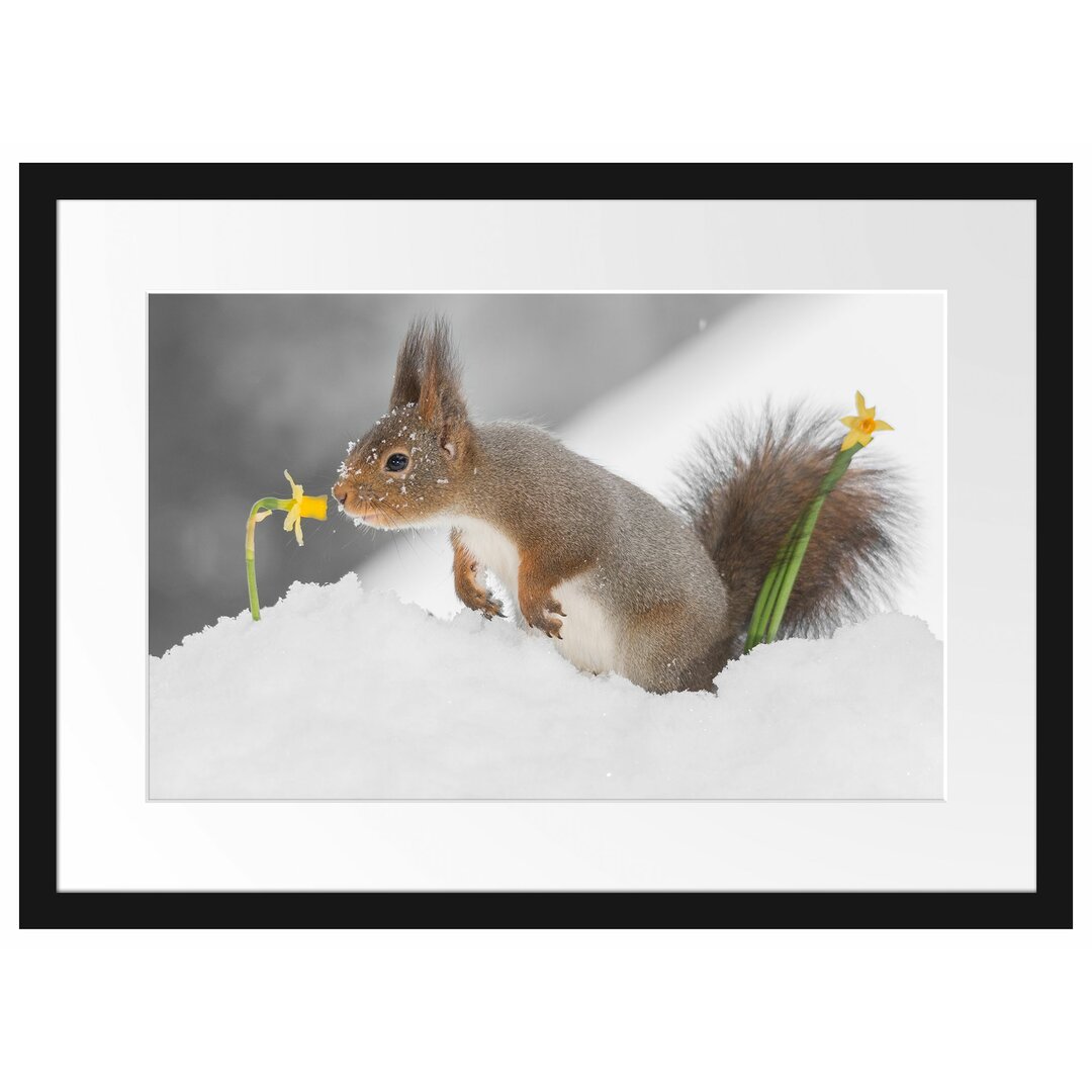 Gerahmtes Poster Eichhörnchen im Schnee