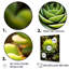 «Green Succulent Bloom», reproduction d'art sur toile-97191424-97191412