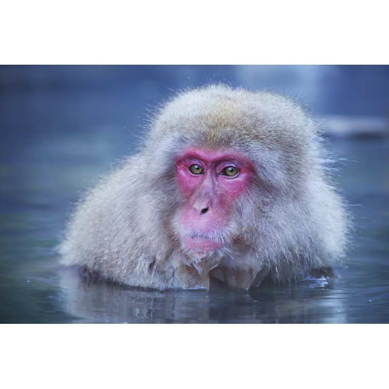 Japanese Snow Monkey by Sara_Winter, 20" H x 30" W