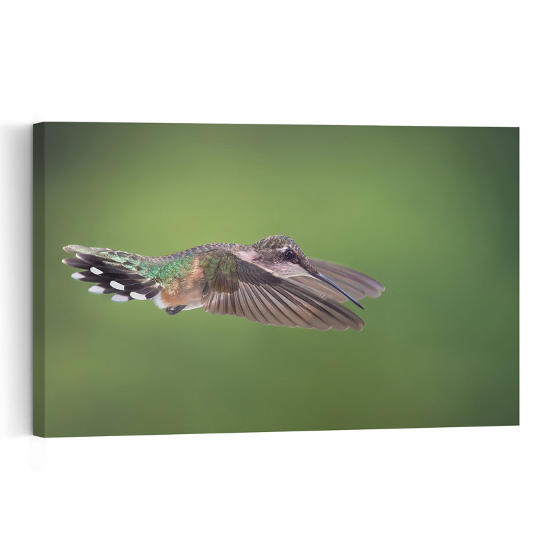 Hummingbird In Flight Delicate Peaceful Serene Hummingbird Bird Nature Wildlife Wall Art Print by Atul Saluja - Print