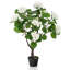 Alician 105cm Tree in Pot-348945190