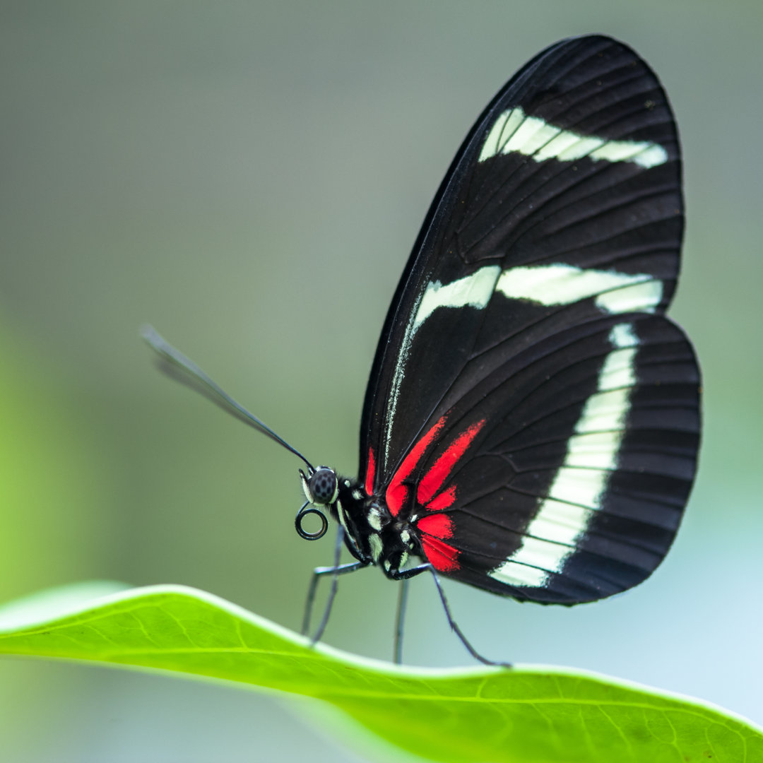 Halcourt Schmetterling von Plej92 - Leinwandfoto im Wickel