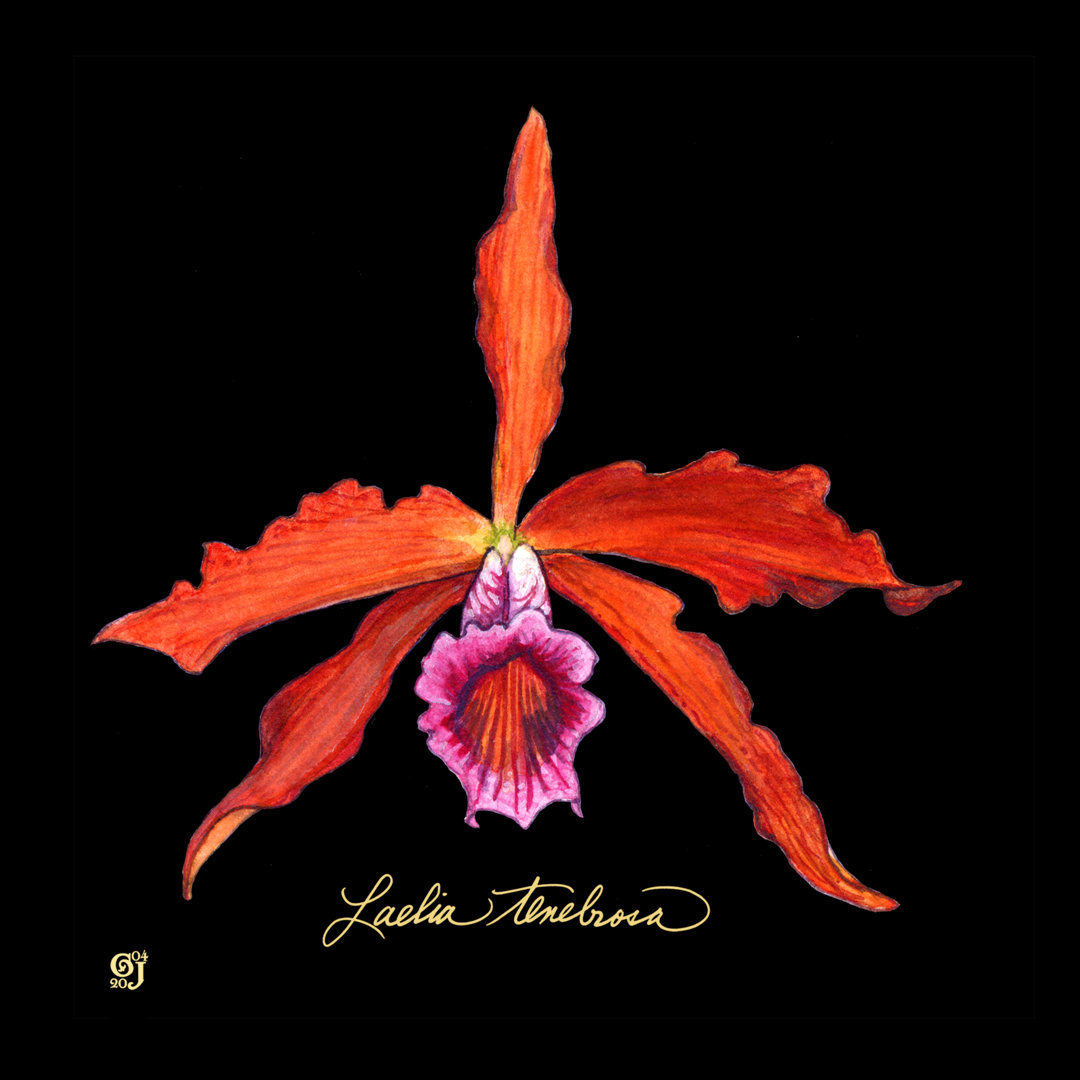 Leinwandbild Vivid Orchid II