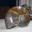 Grande coquille d'ammonite polie Alixs