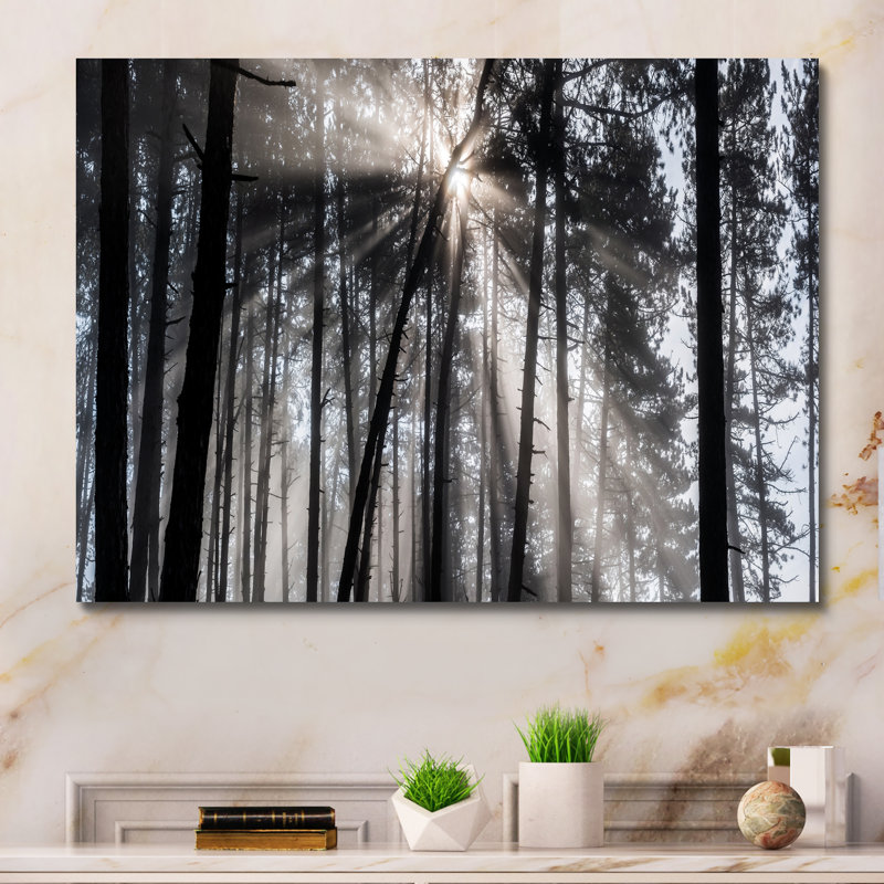 «Sunbeam Through Black White Forest», photographie, Toile tendue, H 30 po x l 40 po x P 1,5 po