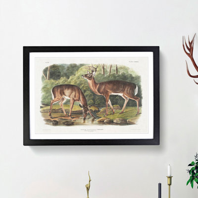 Two Deers by J.W. Audubon - Framed Print