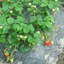 Toile d’ombrage paysage Weed Barrier-70473208