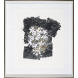 Silver Flower - Daisy;Silver Flower - Daisy Print by Robert Robinson