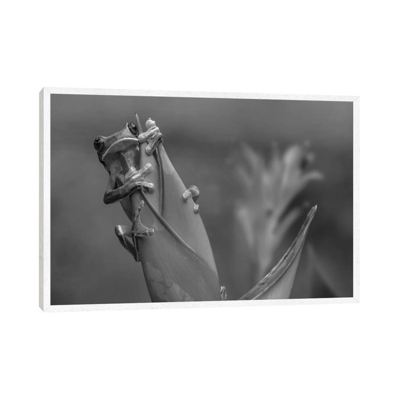 Gliding Leaf Frog on Heliconia, Costa Rica 1 Piece Wall Art on Canvas, 66.04 cm H x 45.72 cm W, White Framed