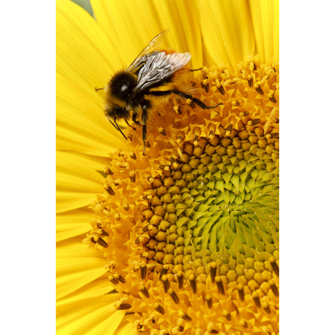 Biene auf Sonnenblume - Druck