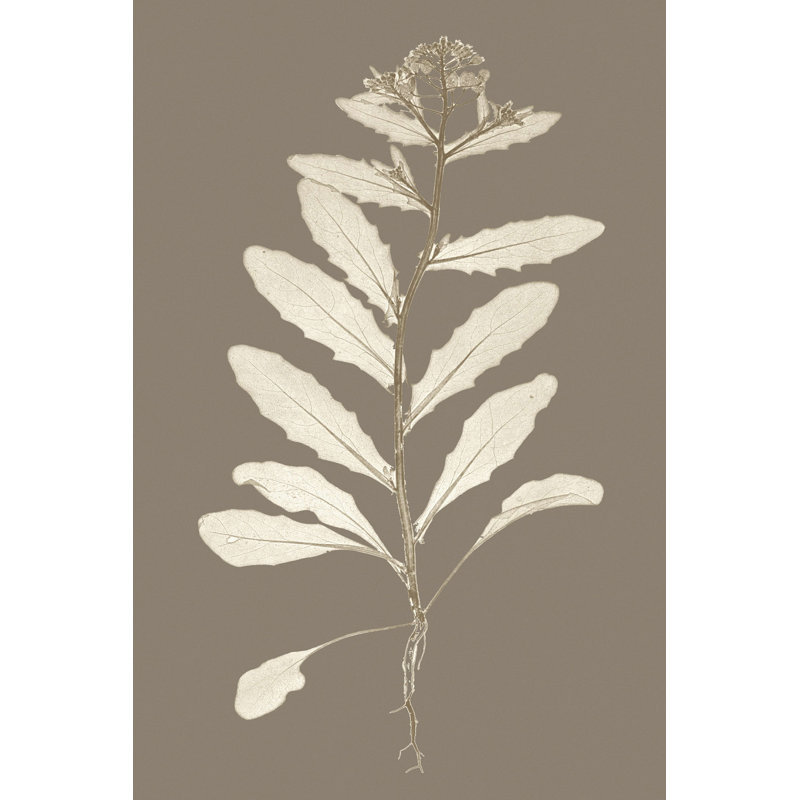 " Taupe Nature Study IV " by Vision Studio, 30" H x 20" W x 1.25" D
