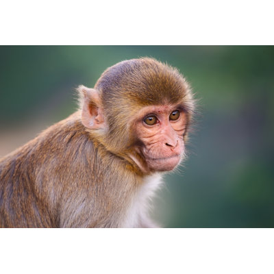Portrait of Rhésus Macaque (Macaca Mulatta) par Donyanodam - Photographie de toile tendue