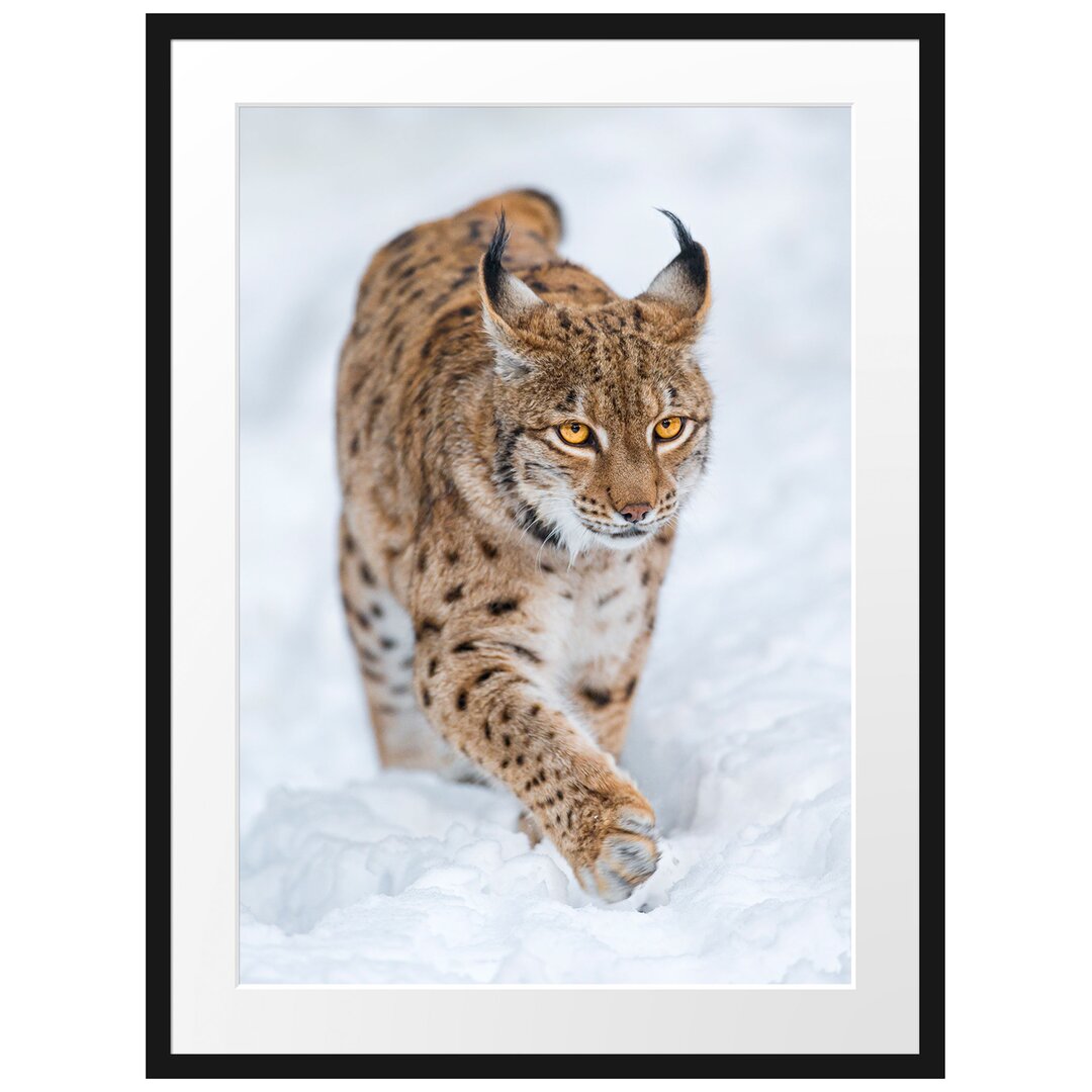 Gerahmtes Poster Luchs im Schnee