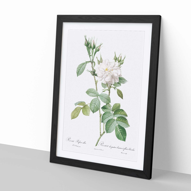 Autumn Damask Rose by Pierre-Joseph Redoute - Single Picture Frame Painting, Black Framed, 33cm H x 24cm W x 2cm D