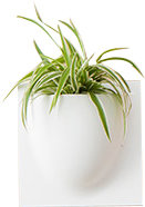 Wall Planter, White