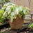 Kameera Pot Planter-1342208164