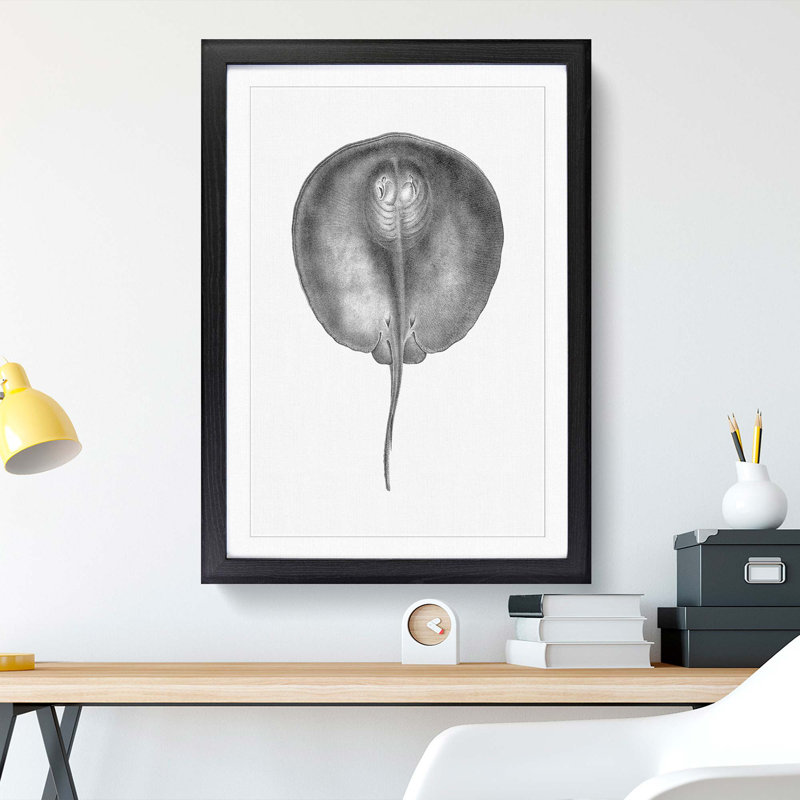 Stingray Illustration - Framed Print, 65cm H x 48cm W x 2cm D, Black Framed