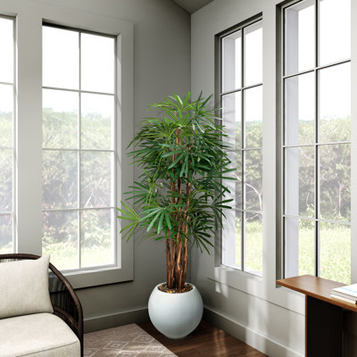 7' Lady Palm in White Porter Planter