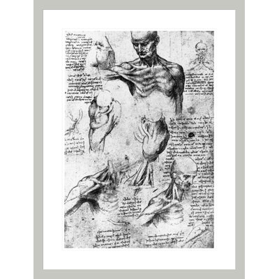 Dessin d'étude de l'anatomie par Leonardo Da Vinci