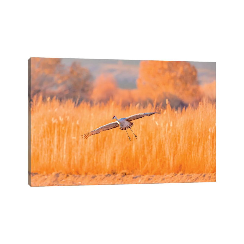 USA, New Mexico, Bosque Del Apache Wildlife Refuge. Sandhill Crane Landing. by Jaynes Gallery - Wrapped Canvas Print