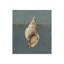 Seashell A Print by Sarah Atkinson-26931710