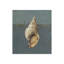 Seashell A Print by Sarah Atkinson-26931712