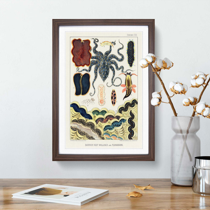 Great Barrier Reef Molluscs and Planarians by W. Saville-Kent - Picture Frame Painting Print, 65cm H x 48cm W x 2cm D