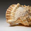Genuine Murex Shell (1.7 Lbs)