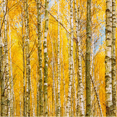 Murale automne