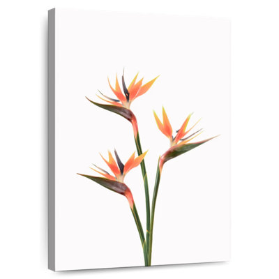 Harnek Blooming Birds Of Paradise