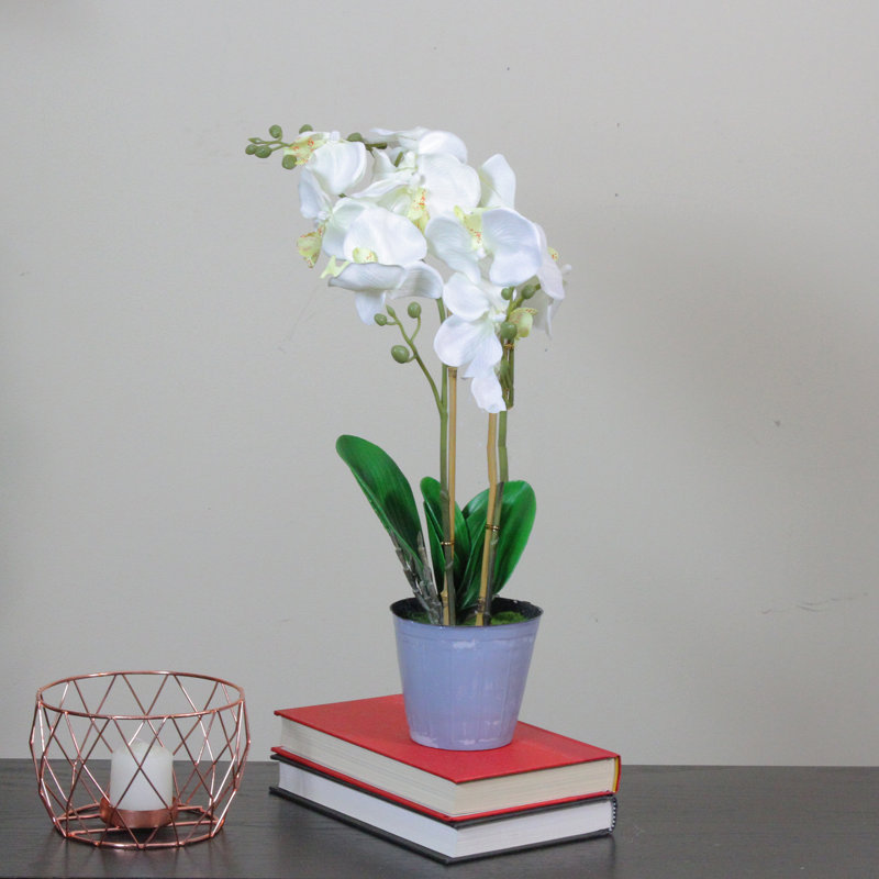 Plante artificielle orchidée phalaenopsis, Jaune vif, H 27,75 po x l 22,5 po x P 22,5 po