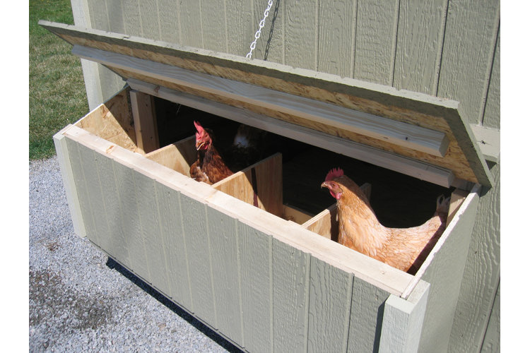 Chickens in a nesting box compartment of a chicken coop