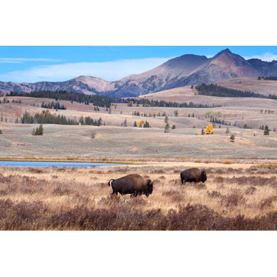 Buffalo or Bison and Wilderness by Daydreamsgirl