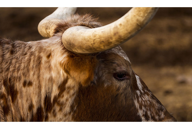 Side Horn Print by Adam Mowery, Image Brush Gel