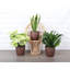 Live Low Light Houseplant Set