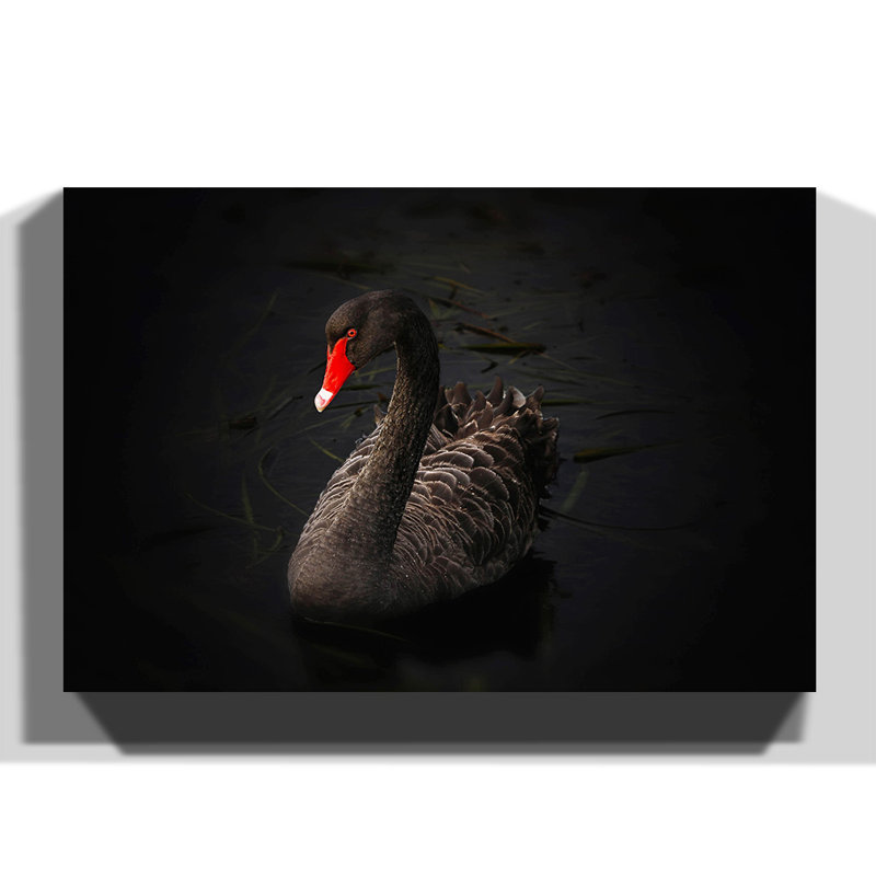 Black Swan Photographic - Wrapped Canvas, 70cm H x 100cm W