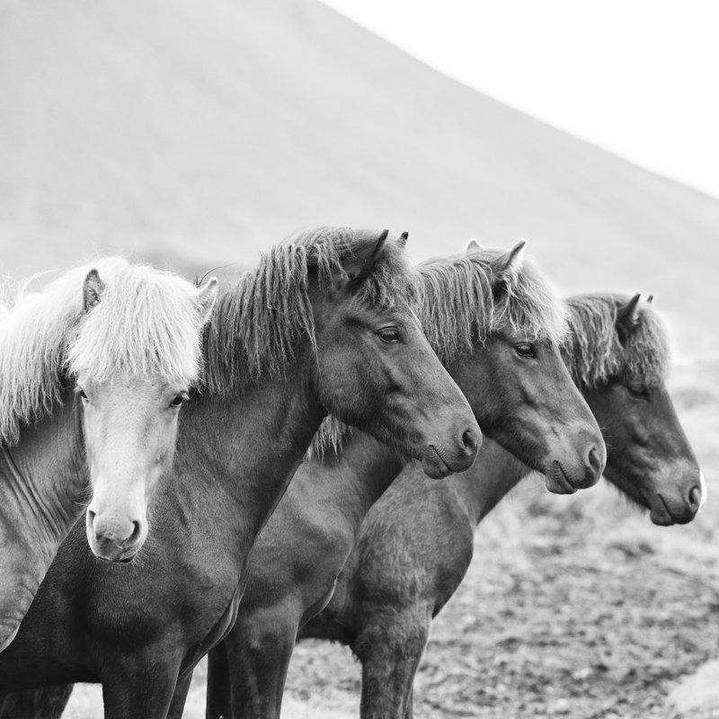 B And W Horses IX by PHBurchett - Wrapped Canvas Print, 91cm H x 91cm W